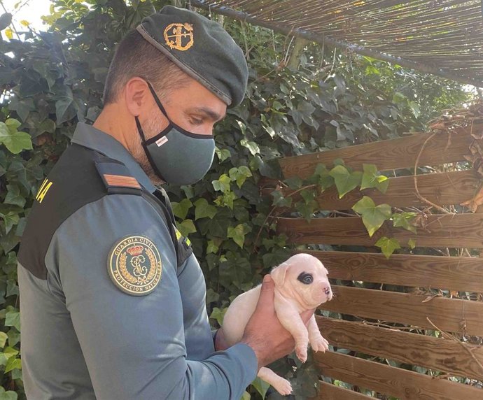 Un agente del Seprona con uno de los animales incautados en Sant Joan.