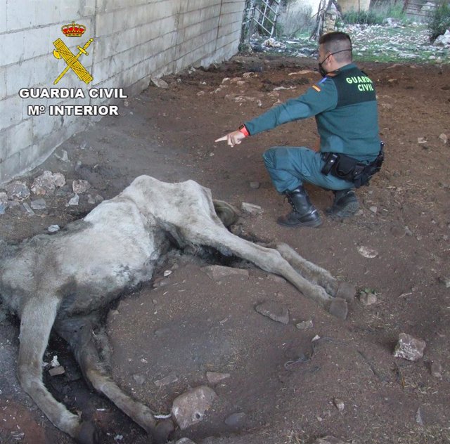 Dos investigados en Cabra por presunto maltrato animal a una yegua muerta por desnutrición severa