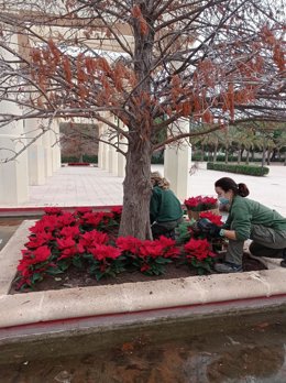 Plantación de flores de pascua en Valncia con motivo de Navidad