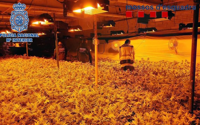 Imagen de la plantación