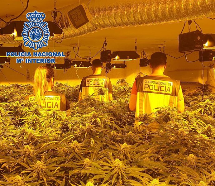 Archivo - Almería.-Sucesos.-Policía Nacional detiene a 120 personas por su relación con cultivo de marihuana en el primer semestre