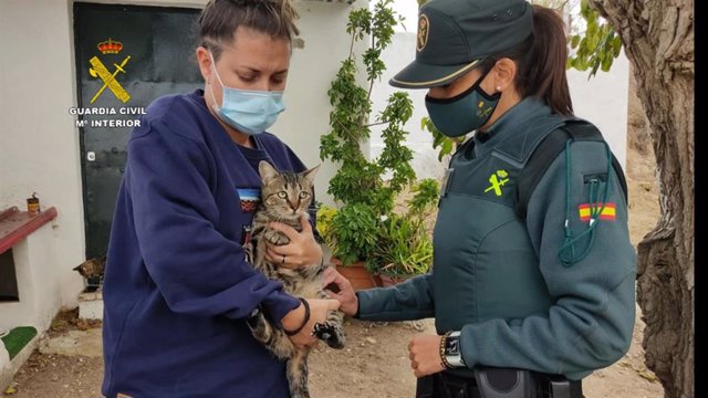 Uno de los felinos rescatados por la Guardia Civil.