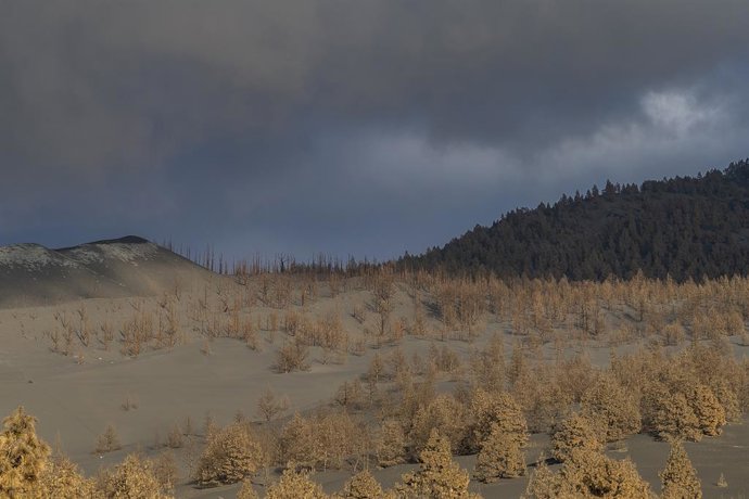 Árboles cubiertos por ceniza expulsada por el volcán de Cumbre Vieja