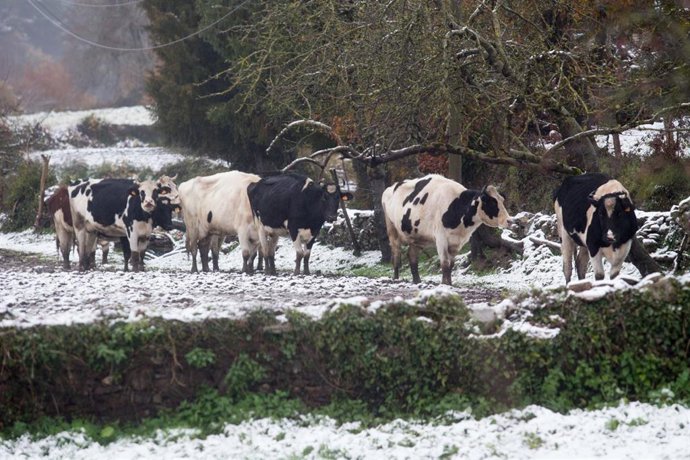 Un grupo de animales en una zona de campo nevada, a 8 de diciembre de 2021, en Lugo, Galicia, (España). La borrasca Barra ha provocado la activación para todo el litoral gallego de una alerta naranja por temporal costero y de alerta amarilla por nevadas