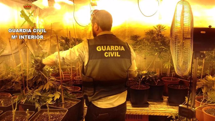 Archivo - Un agente de la Guardia Civil junto a una plantación de marihuana (archivo).