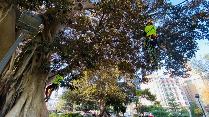 Operarios trabajan en ficus monumentales