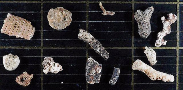 Fragmentos de briozoos descubiertos en el lecho marino