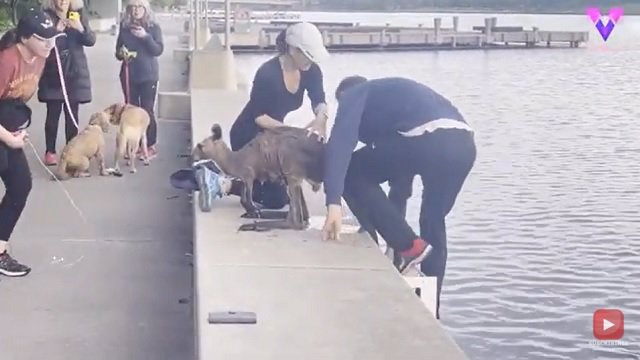 Un hombre salva a un canguro de morir ahogado en Australia