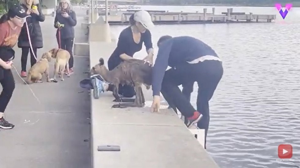 Un hombre salva a un canguro de morir ahogado en Australia