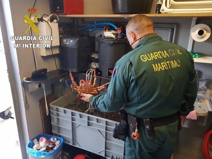 Centollas intervenidas en el puerto coruñés de Caión por la Guardia Civil.