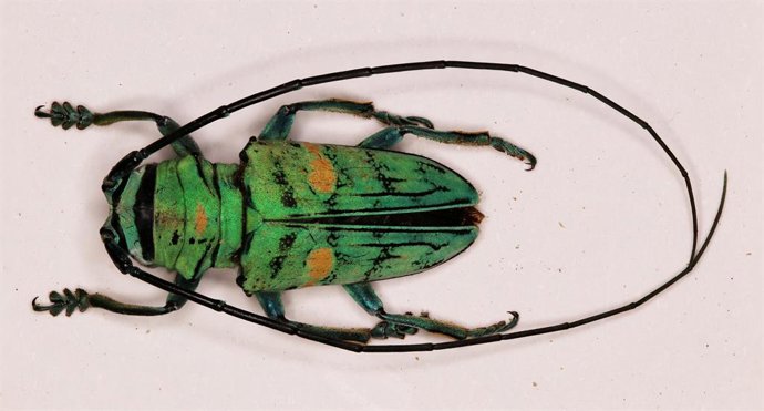 Exposición de insectos en el Museo de la Naturaleza de Cantabria