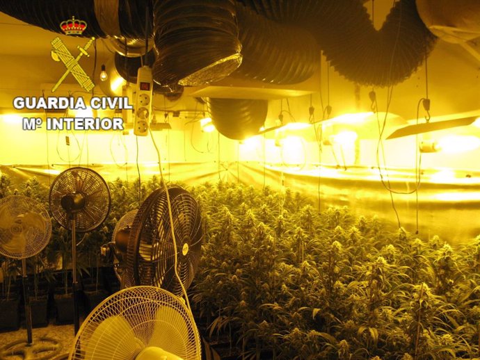 Plantación de interior de marihuana en Sonseca.