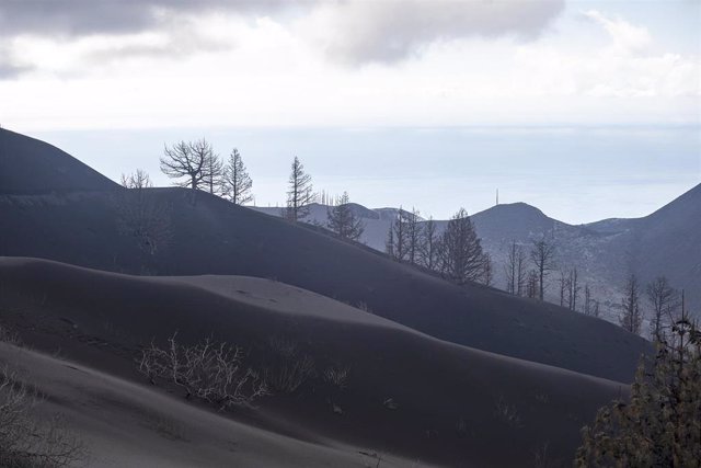 Árboles cubiertos por ceniza expulsada por el volcán de Cumbre Vieja, a 17 de diciembre de 2021, en La Palma, Canarias (España). Según el último informe de la Dirección de Seguridad Nacional (DSN), el proceso eruptivo sigue sin mostrar signos observables 