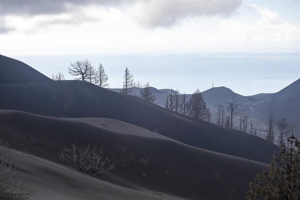 Árboles cubiertos por ceniza expulsada por el volcán de Cumbre Vieja, a 17 de diciembre de 2021, en La Palma, Canarias (España). Según el último informe de la Dirección de Seguridad Nacional (DSN), el proceso eruptivo sigue sin mostrar signos observable