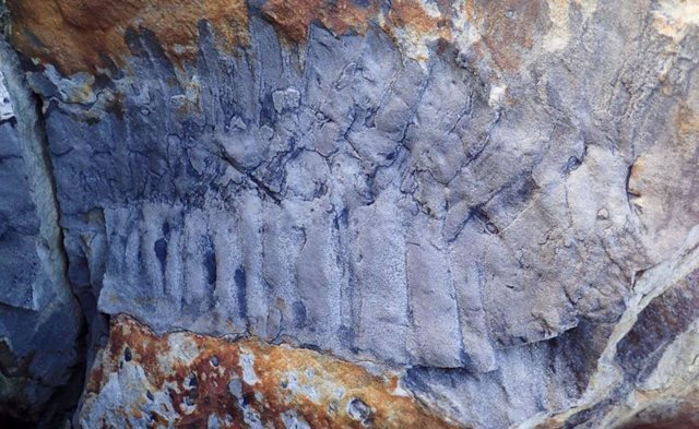 Sección fosilizada del milpiés gigante Arthropleura, encontrado en una roca de arenisca en el norte de Inglaterra.