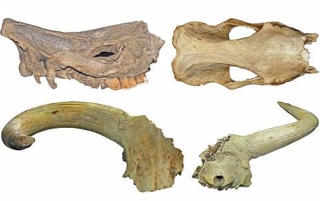 Archivo - Imagen lateral y frontal del cráneo de 'Ceratotherium simum' (arriba) y vista frontal y posterior del cráneo de 'Bos primigenius' (abajo), ambos encontrados en el yacimiento de Oued al Haï (Marruecos)