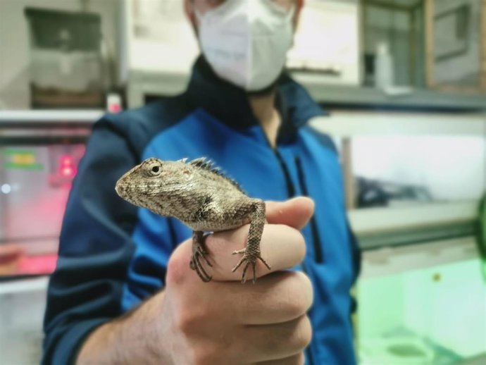 El Ayuntamiento de Zaragoza recomienda no adquirir animales exóticos, como este lagarto, como regalo de Navidad
