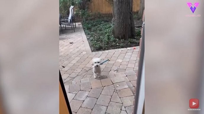 Este patoso perro intenta cruzar la puerta con una caña de pescar en la boca