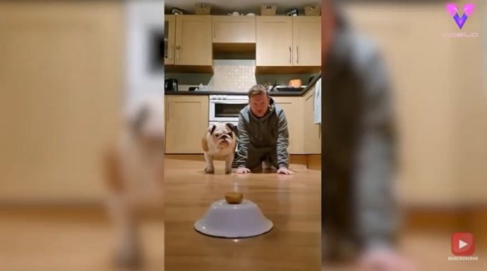 Un hombre reta a su perro a una carrera por la comida