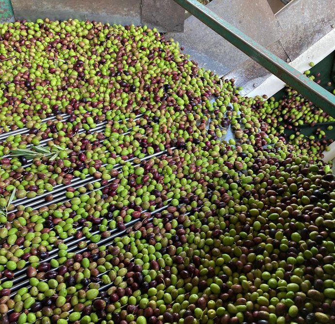 Archivo - Aceituna en una almazara.