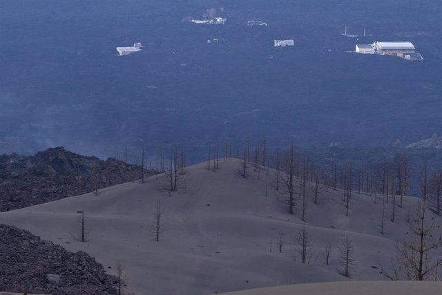 Árboles cubiertos por ceniza expulsada por el volcán de Cumbre Vieja