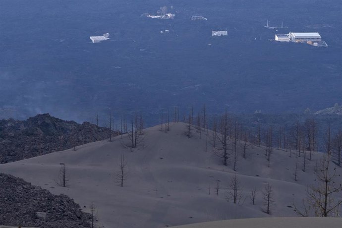 Árboles cubiertos por ceniza expulsada por el volcán de Cumbre Vieja