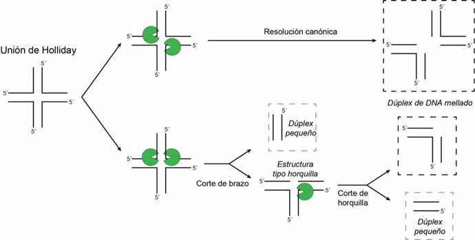 Mecanismo de resolución canónica de uniones de Holliday (parte superior) en contraposición al nuevo mecanismo descrito de corte de brazos (parte inferior).