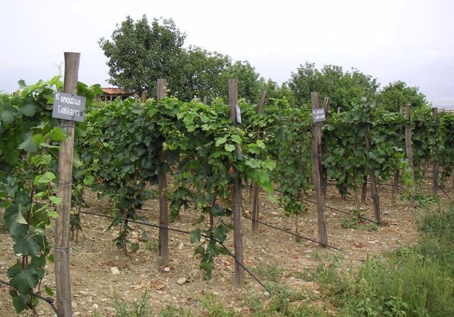 Cultivo de vino en Georgia