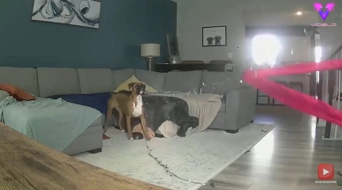 Este perro destrozó la decoración navideña de su dueña