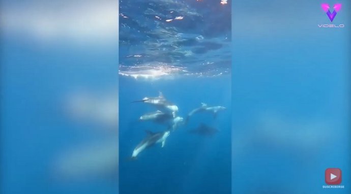 Esto es lo que se siente cuando nadas entre delfines en libertad