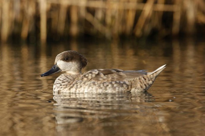 Archivo - Marbled teal, Marmaronetta angustirostris, bird on water, Native to Spain