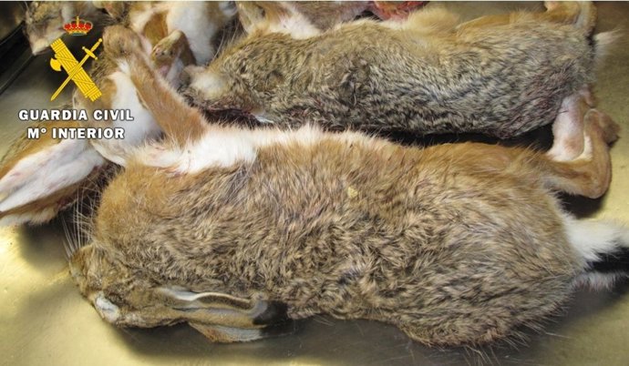 Liebres intervenidas en un restaurante del alfoz de Burgos.
