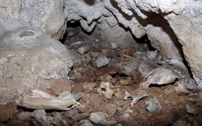 Archivo - Restos óseos en la cueva del Espinoso