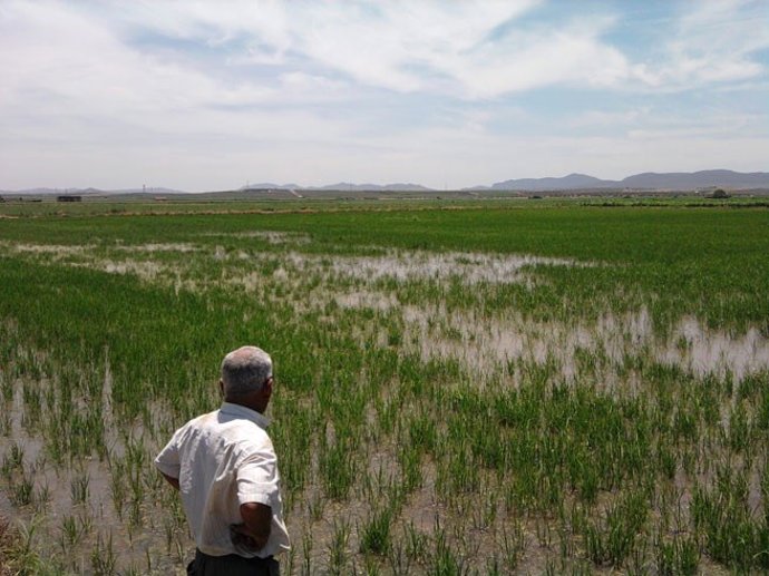Archivo - Unidas por Extremadura alerta de que el tratado comercial con Vietnam será la "ruina" del sector arrocero extremeño