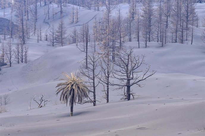 Árboles cubiertos por ceniza expulsada por el volcán de Cumbre Vieja, a 17 de diciembre de 2021, en La Palma, Canarias (España). Según el último informe de la Dirección de Seguridad Nacional (DSN), el proceso eruptivo sigue sin mostrar signos observable
