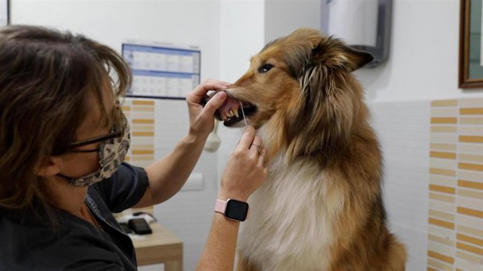 Campaña censo canino Paterna