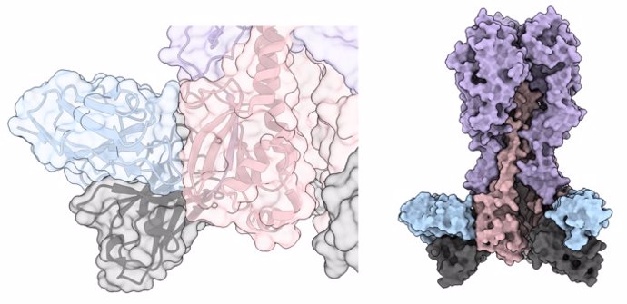 Un nuevo conjunto de anticuerpos (azul y gris) que pueden neutralizar la gripe al unirse a la región de anclaje de la HA de la gripe (rosa y morado).