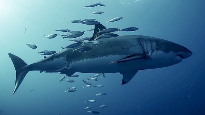 Archivo - Jurel del Pacífico rozando un tiburón blanco en la Isla Guadalupe, México