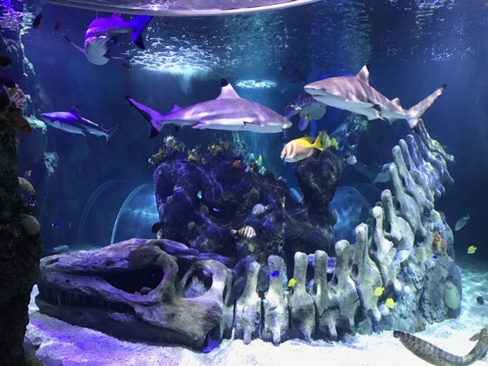 Archivo - Dos nuevos tiburones punta negra de arrecife se incorporan a la familia Sea Life Benalmádena