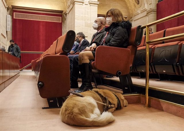 Imagen del Pleno del Parlamento de Andalucía durante el debate de aprobación de la Ley de Perros de Asistencia.