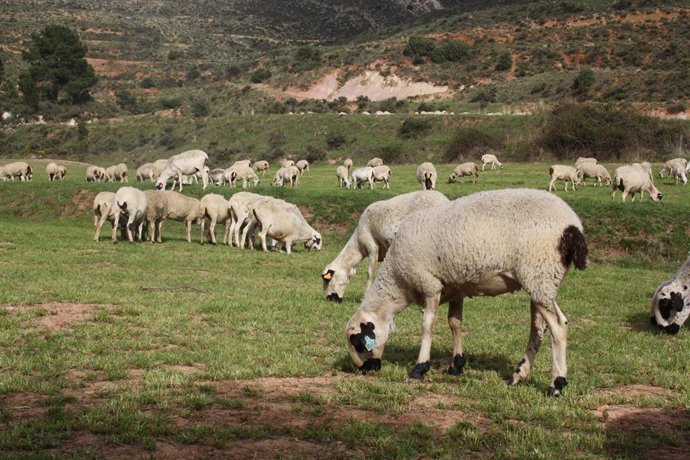 Raza ojinegra de Teruel