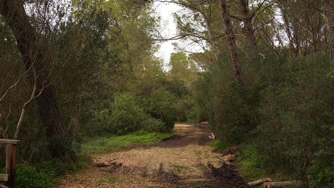 El Parque Natural de s'Albufera des Grau.