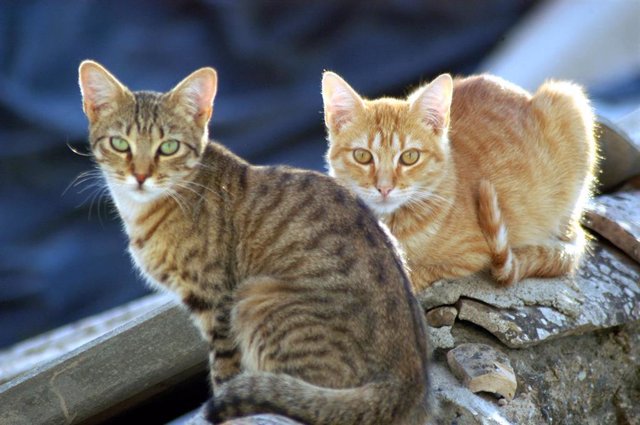 Archivo - Gatos en una imagen de archivo