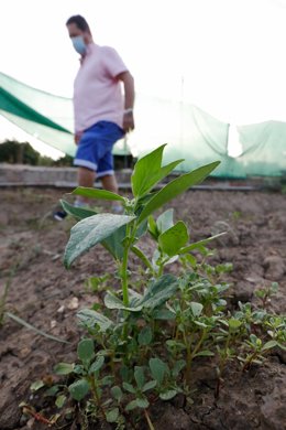 Archivo - Un agricultor.