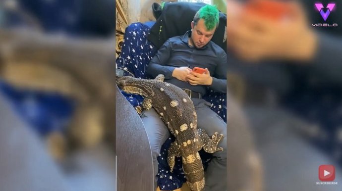 Esta pareja rusa tiene un lagarto gigante como mascota