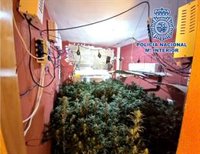 Cuatro detenidos en Almería con un cultivo de 94 plantas de marihuana en una vivienda ocupada