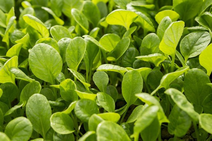 Archivo - Brotes verdes de lechuga de Florette