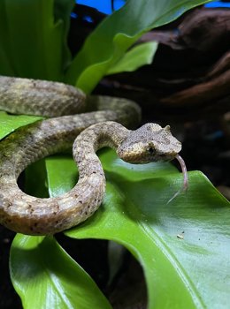 Una de las serpientes incorporadas al parque Terra Natura
