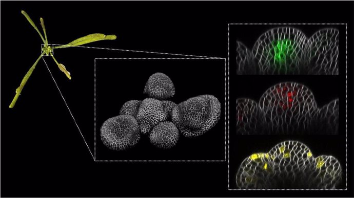 Esta imagen muestra una inflorescencia de Arabidopsis thaliana en el momento de la parada de la proliferación (izquierda).