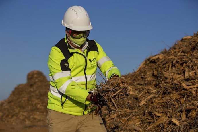 Archivo - Trabajador de Ence sosteniendo biomasa.